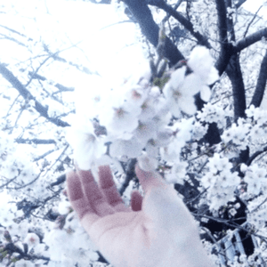 春霞 jacket