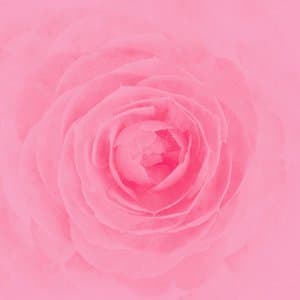 camellia jacket